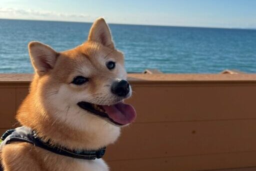 鹿児島ペット移住ライフ